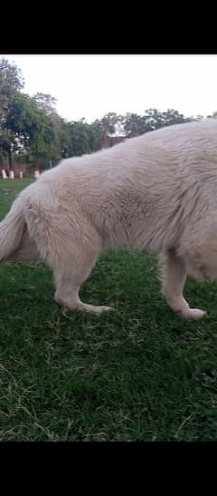 White German shepherd