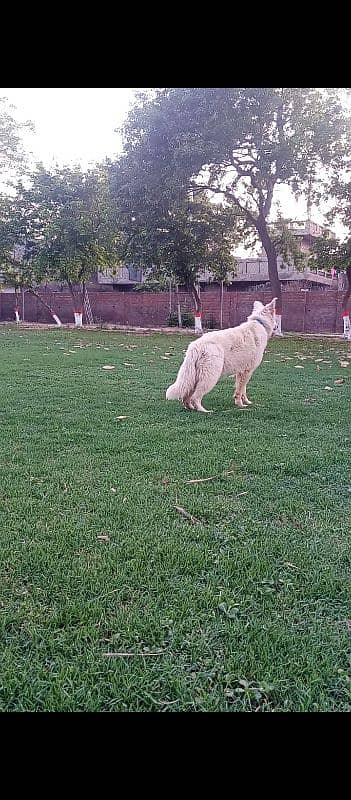 White German shepherd 1