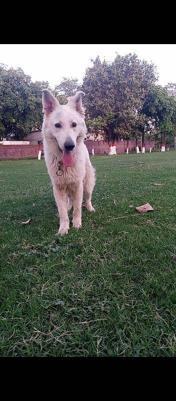 White German shepherd 2