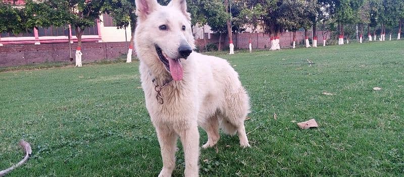 White German shepherd 3