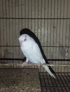 Australian parrots for sale