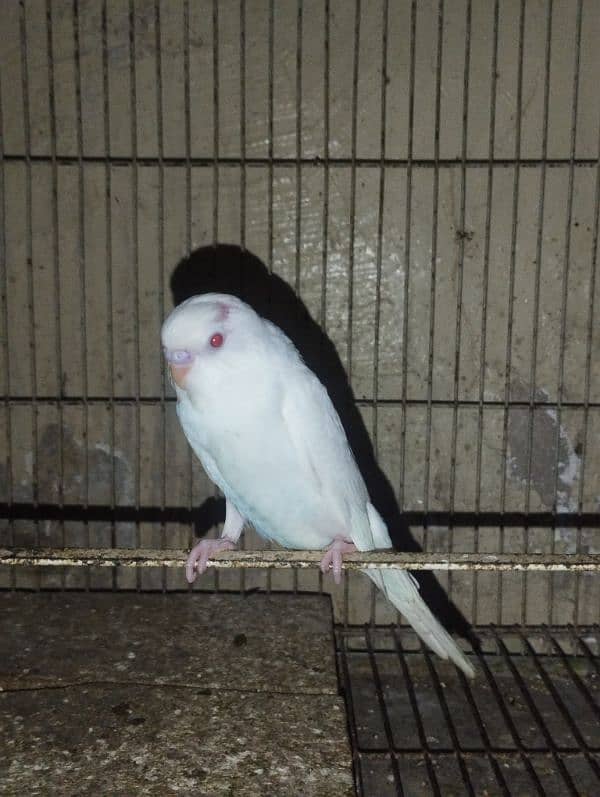 Australian parrots for sale 1