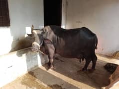 cow for sale 2 month ki soi hui ha 9kg dhood ha AK than khrb ha