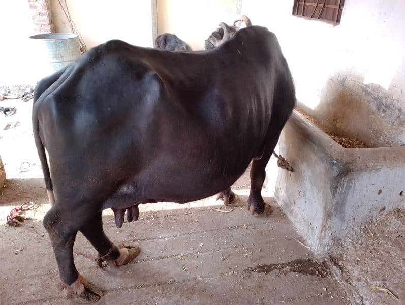 cow for sale 2 month ki soi hui ha 9kg dhood ha AK than khrb ha 1