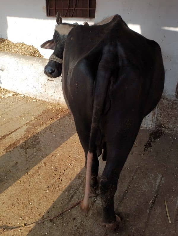 cow for sale 2 month ki soi hui ha 9kg dhood ha AK than khrb ha 3