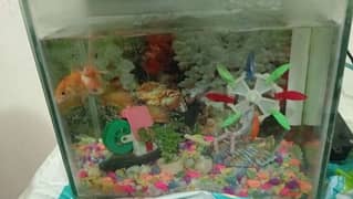 aquarim with two fish urgent sale