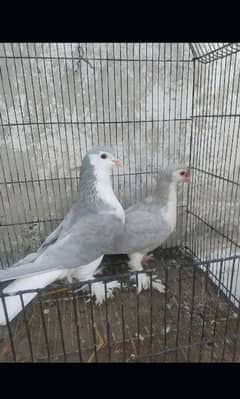 pigeons