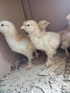 golden buff chicks