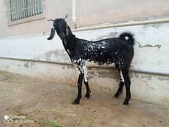 mix path gaban or breeder gulabi bakra