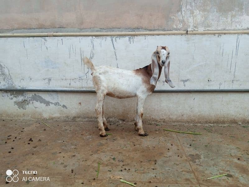 mix path gaban or breeder gulabi bakra 1