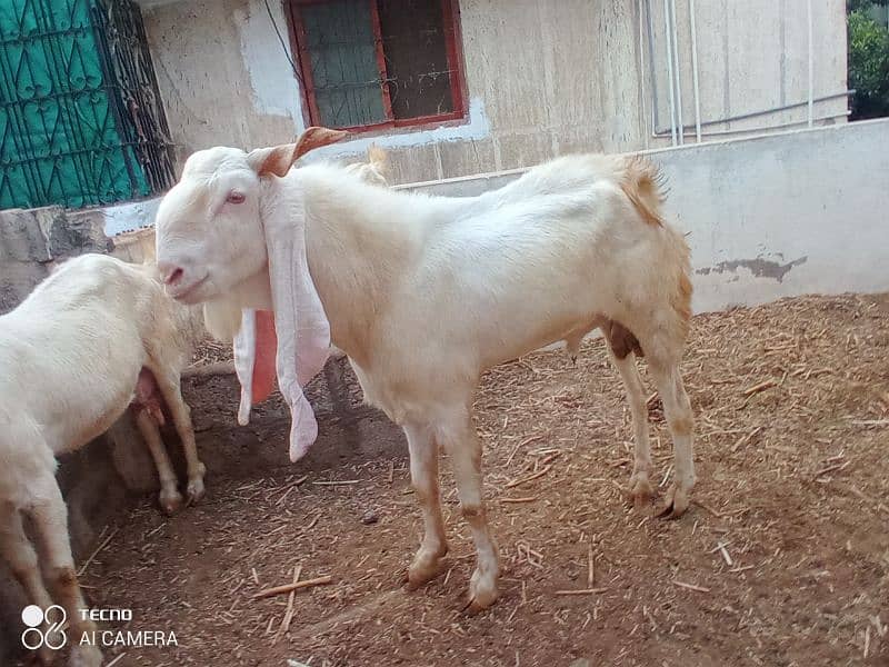 mix path gaban or breeder gulabi bakra 2