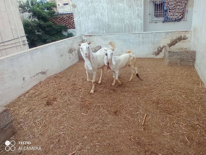 mix path gaban or breeder gulabi bakra 4