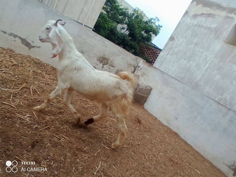 mix path gaban or breeder gulabi bakra 6