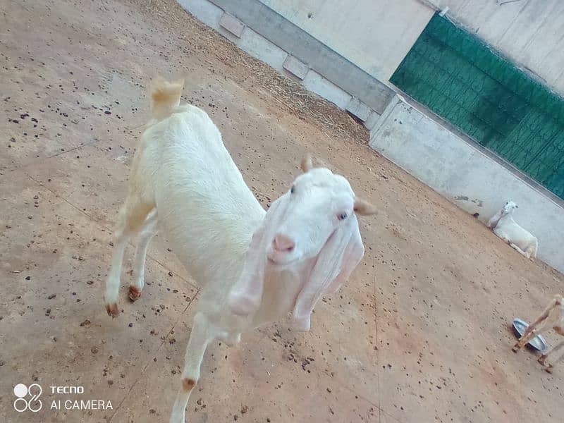 mix path gaban or breeder gulabi bakra 8