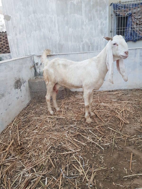 mix path gaban or breeder gulabi bakra 11