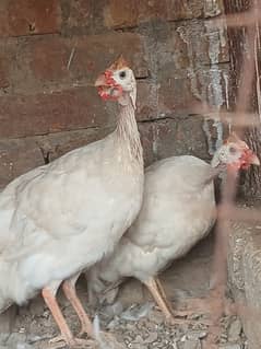 white guinea fowl     pair