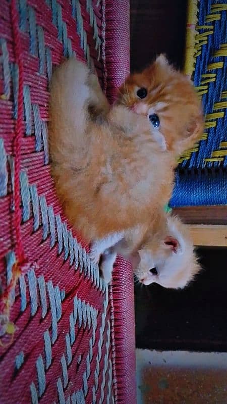 Persian kittens 2