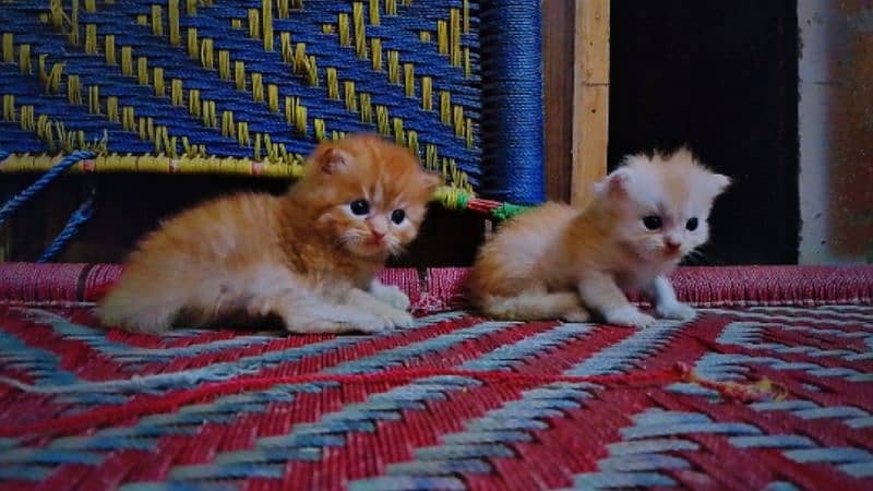 Persian kittens 3