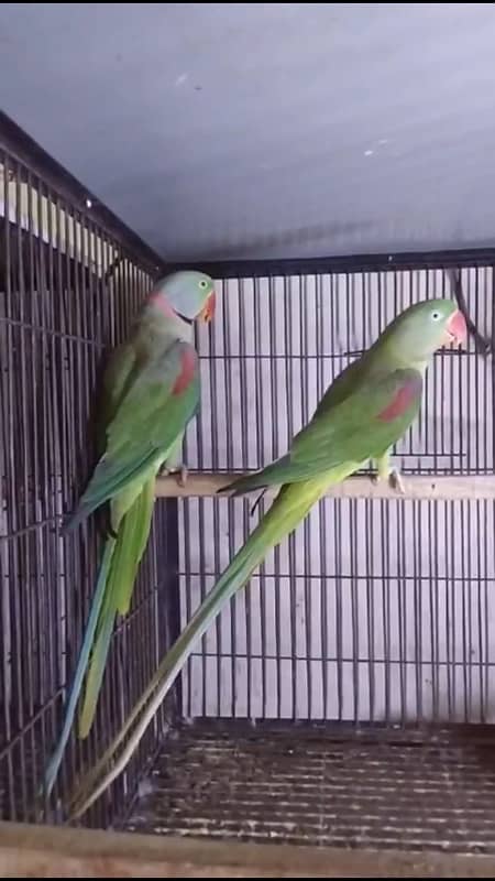 Raw parrot breeder pair 1