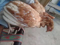 2 aseel female . 1 other nasal female fore sale