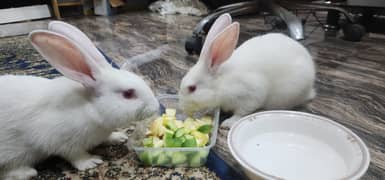 New zealand rabbits