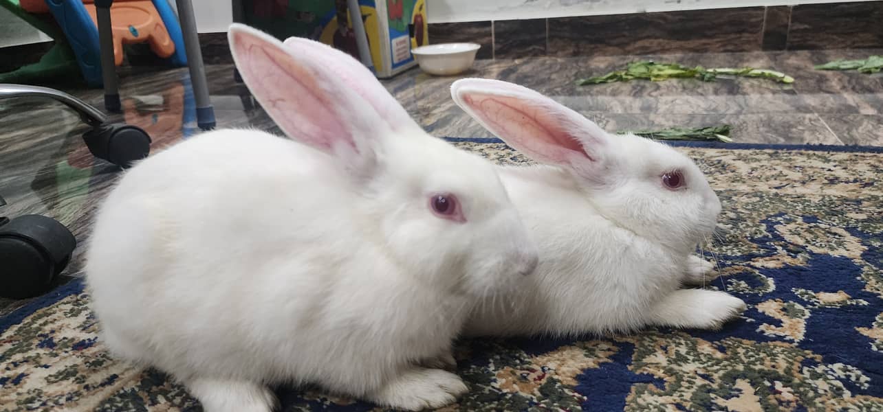 New zealand rabbits 1