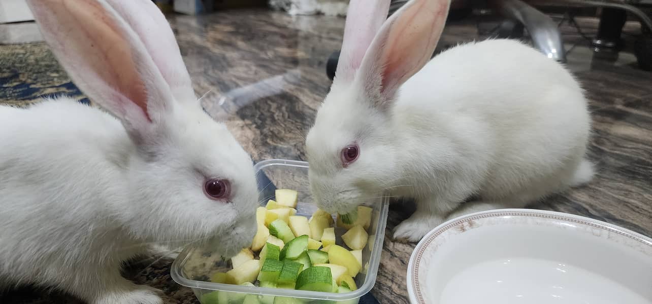 New zealand rabbits 2