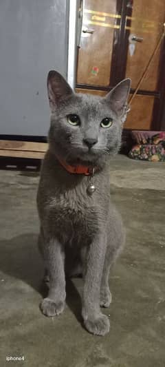 not for sale only for mate (breed Russian blue hy)