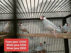 Birds Java for sale Jawa for sale 0321.7242445