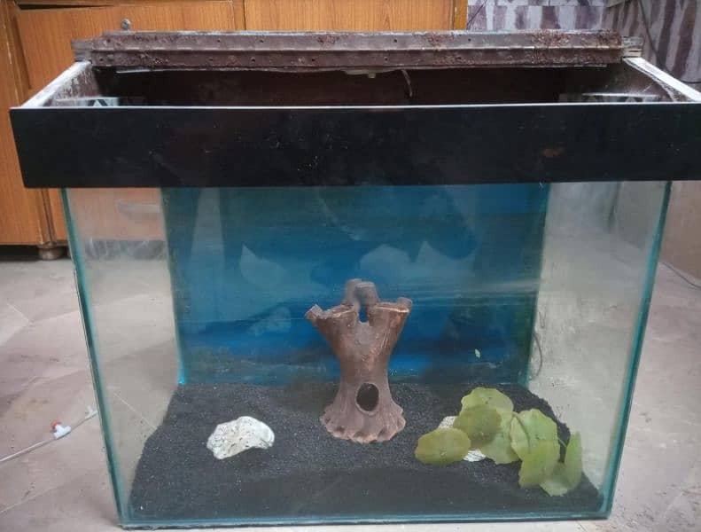 Aquarium glass with hood only 2