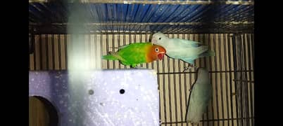 lovebird breeder pair with eggs and chicks 0324_4474405