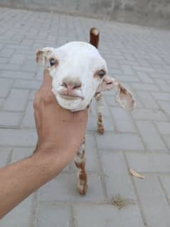 Bakri For Sale 0