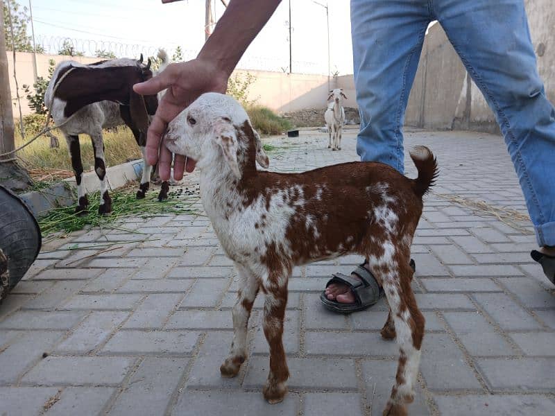 Bakri For Sale 1