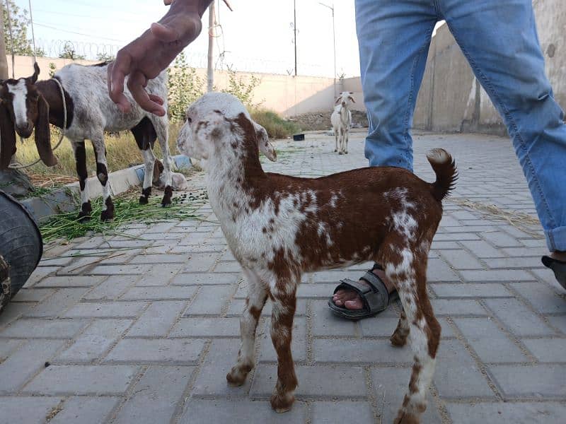 Bakri For Sale 2