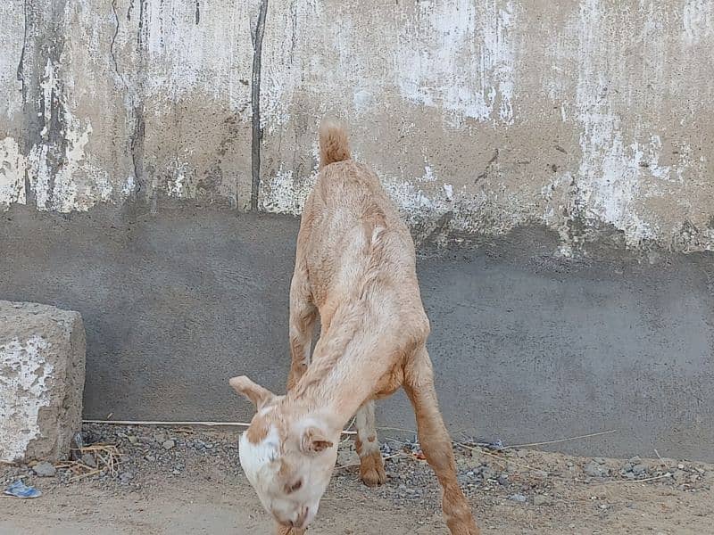 Bakri For Sale 3