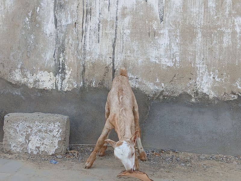 Bakri For Sale 4