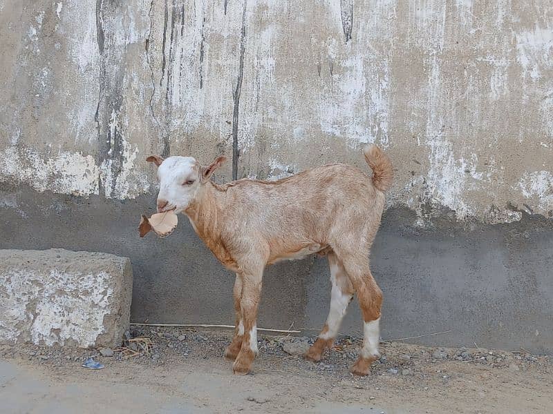 Bakri For Sale 5