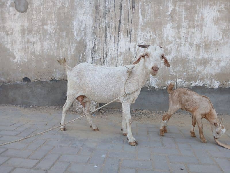 Bakri For Sale 6