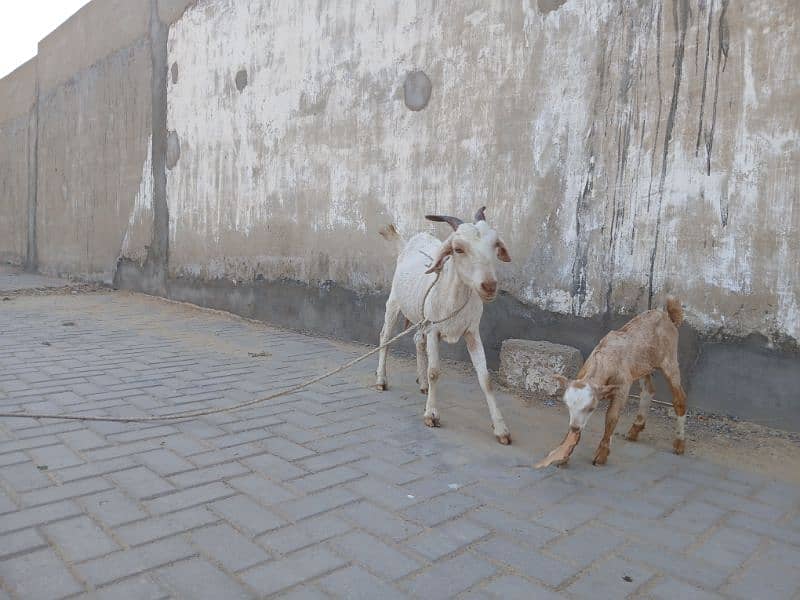 Bakri For Sale 7