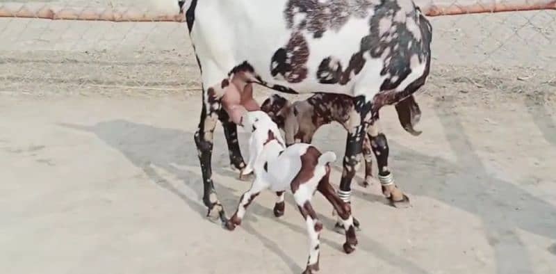 2 bacche wali Shera print Bakri for sale. 03277559164 2