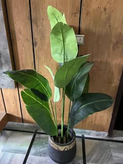 banana plant with planter