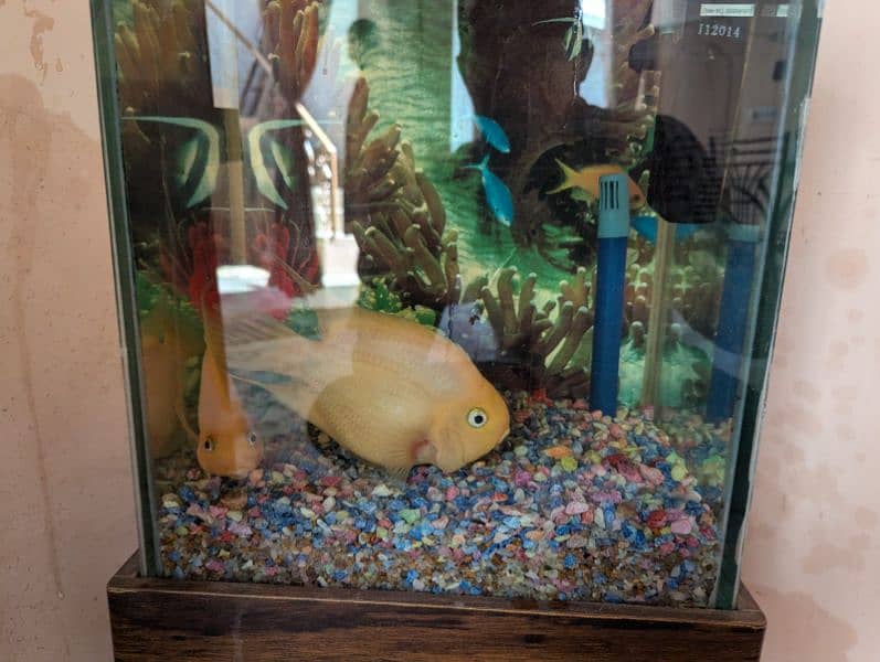 Parrot and Oscar and others fishes are available at reasonable price 0