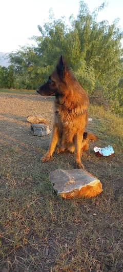 German shepherd double caot breeder female for sale