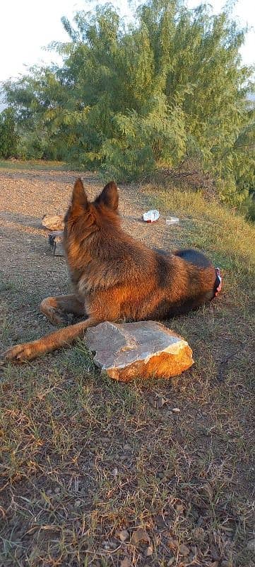 German shepherd double caot breeder female for sale 1