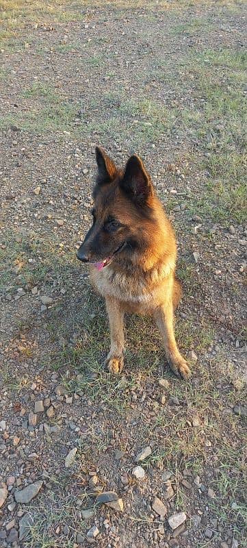 German shepherd double caot breeder female for sale 2