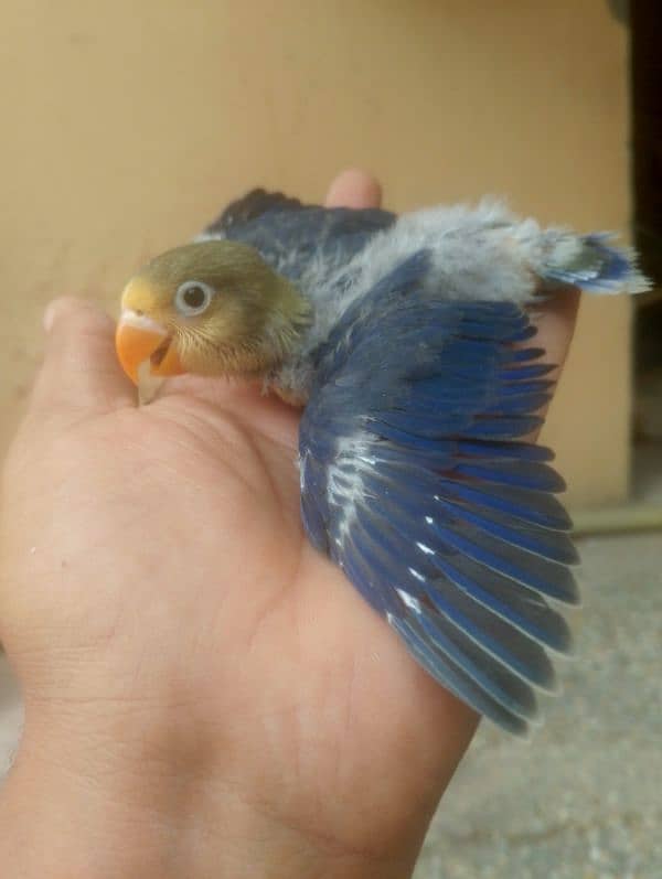 violet parblue or gray java or love bird pair for sale ready full ad 2