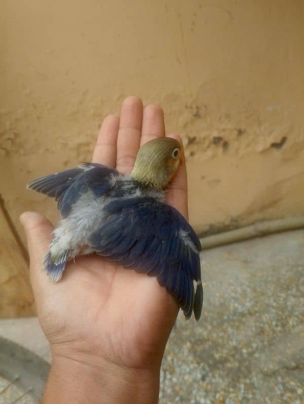 violet parblue or gray java or love bird pair for sale ready full ad 3