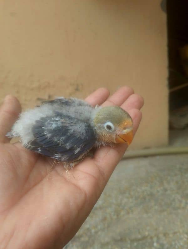 violet parblue or gray java or love bird pair for sale ready full ad 4