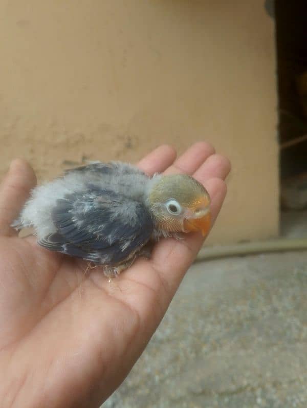 violet parblue or gray java or love bird pair for sale ready full ad 5