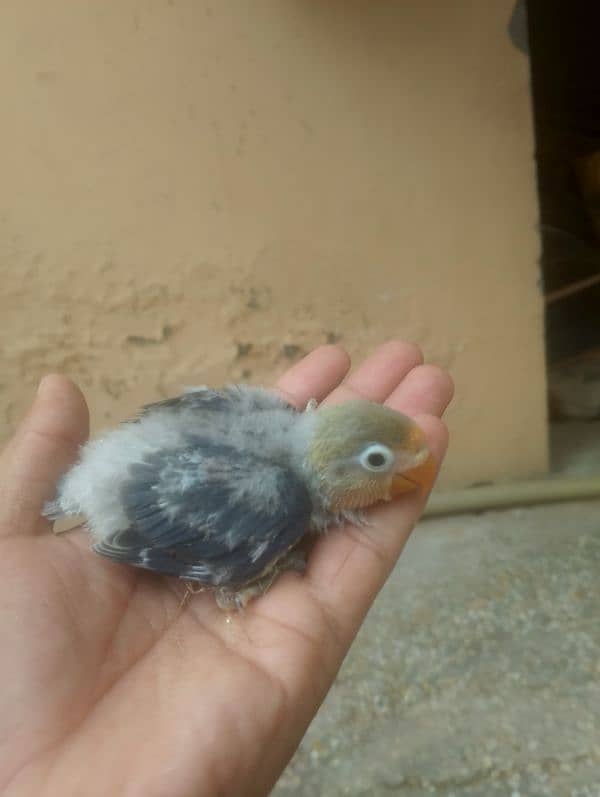 violet parblue or gray java or love bird pair for sale ready full ad 6